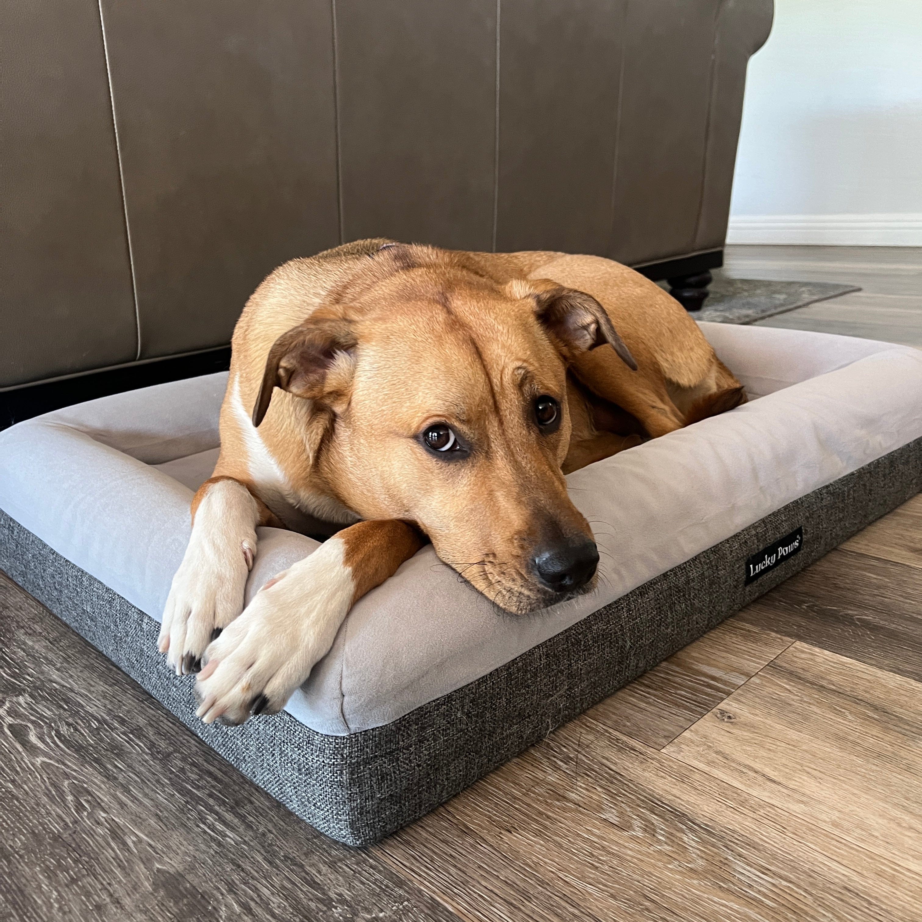 Orthopedic Memory Foam Dog Bed - 168澳洲幸运10正规体彩官方网站 Lucky Paws Durable Removable Cover